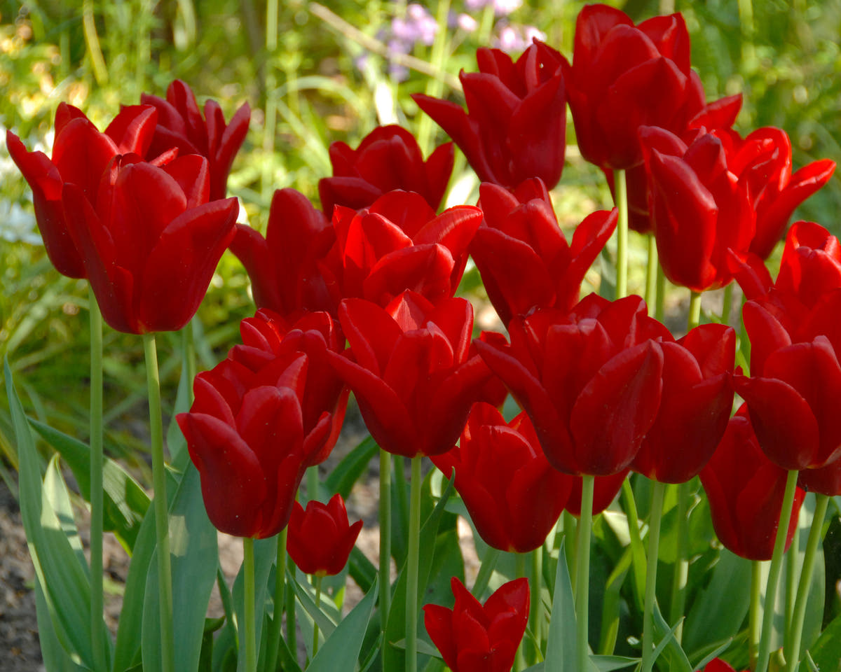 Flower BulbsOscar Bulbs UK - 2