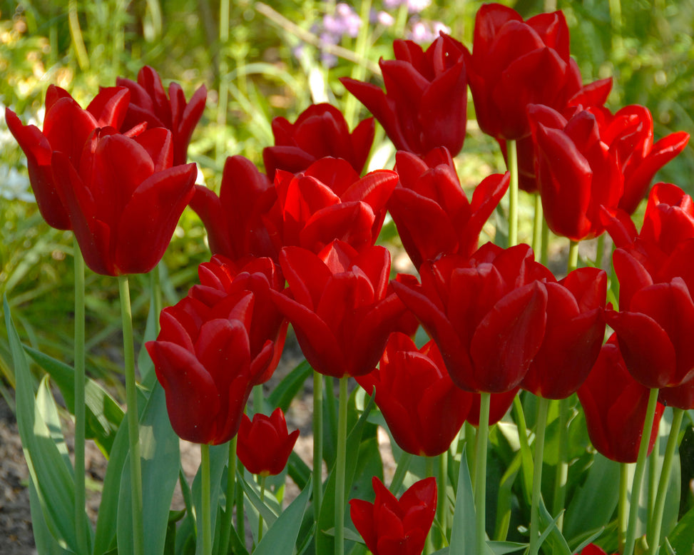 Flower BulbsOscar Bulbs UK - 2