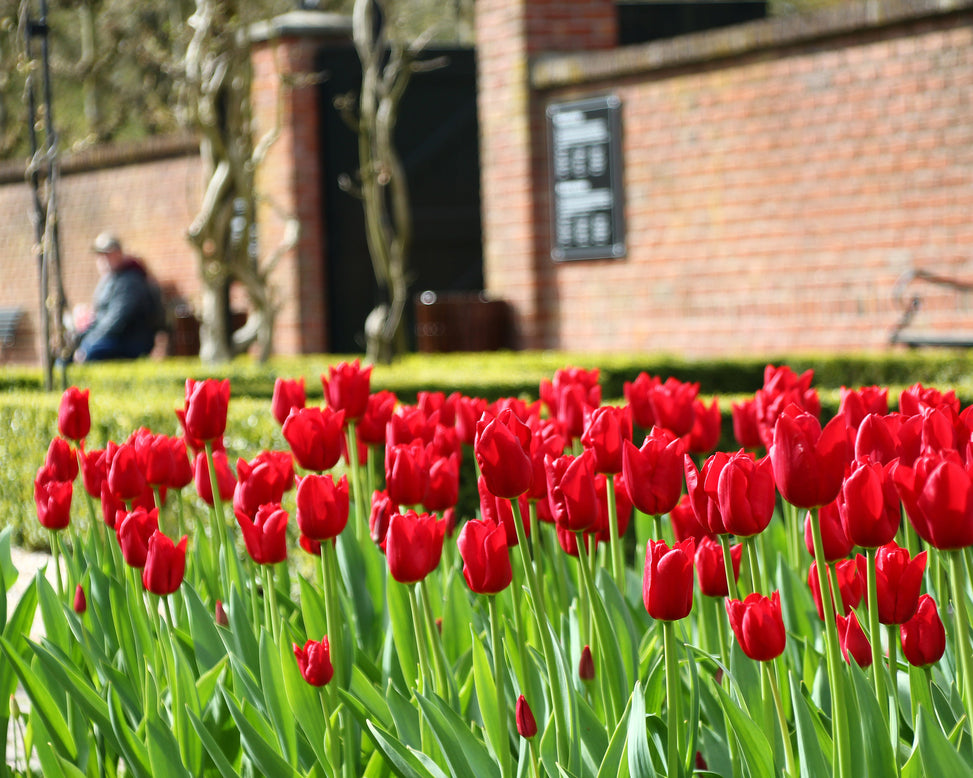 Tulip 'Oscar'