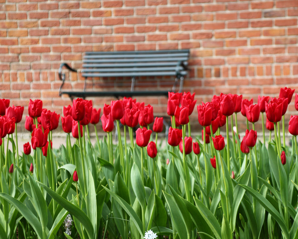 Tulip 'Oscar'