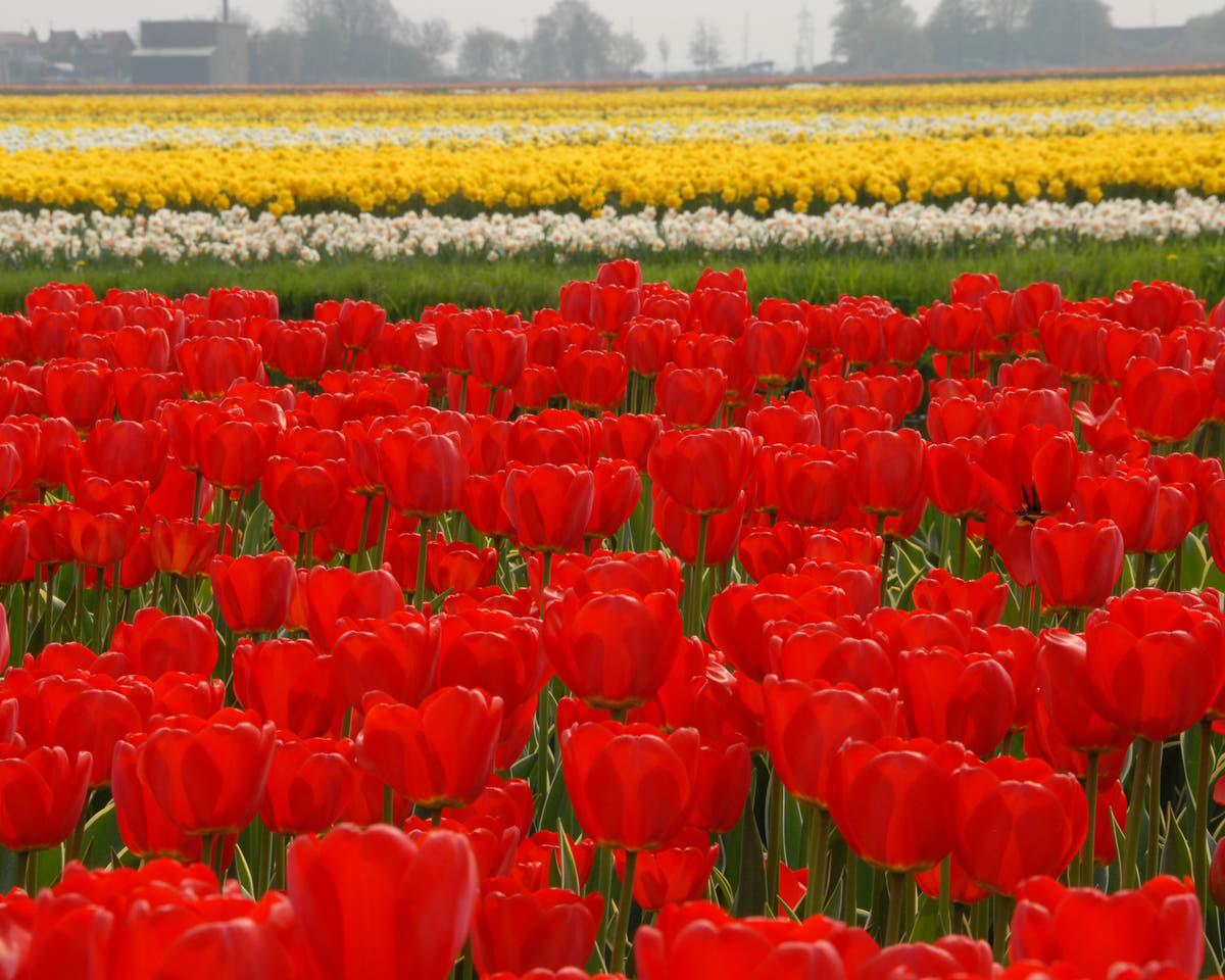 Flower BulbsParade Bulbs UK - 4
