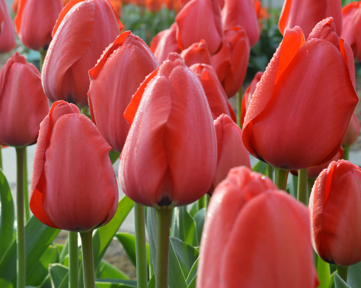 Flower BulbsParade Bulbs UK - 3