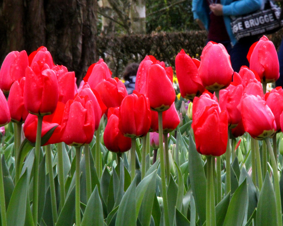 Tulip 'Parade'