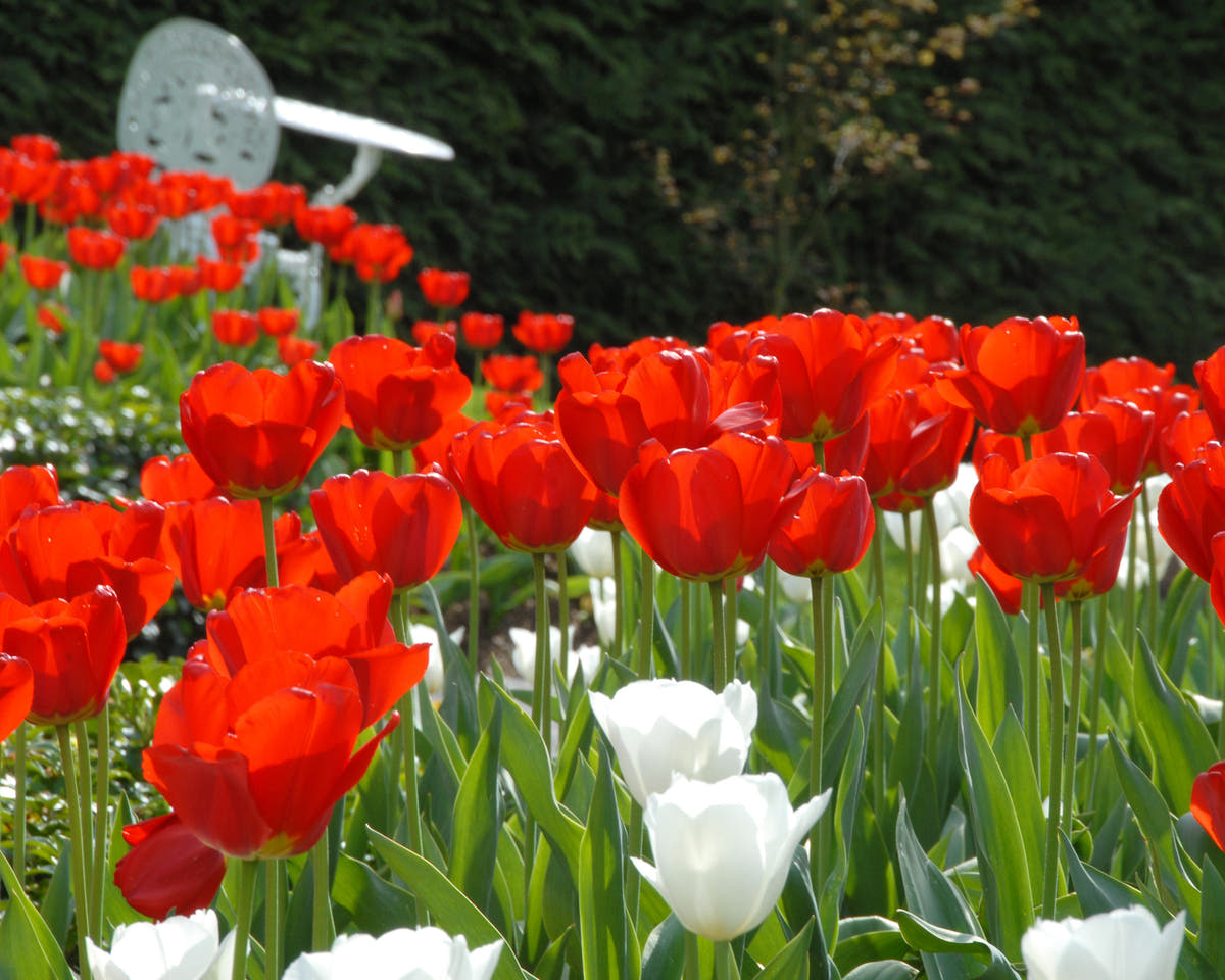 Flower BulbsParade Bulbs UK - 2