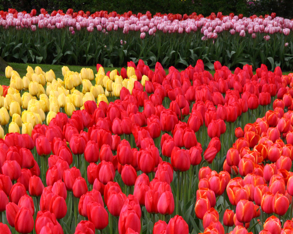 Tulip 'Parade'