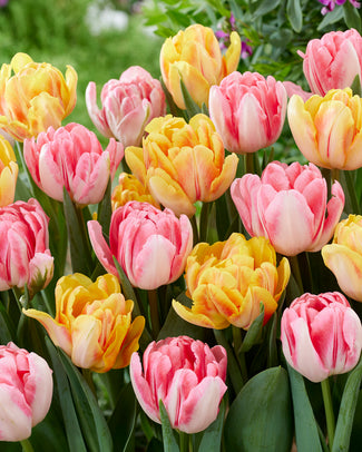 Tulip collection 'Peach Passion'