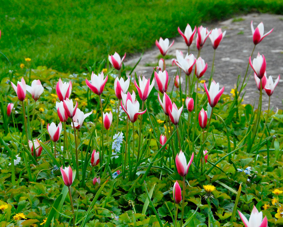 Tulip 'Peppermint Stick'