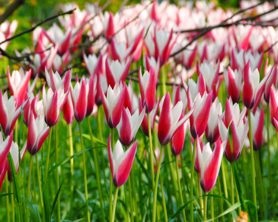 Tulip 'Peppermint Stick'