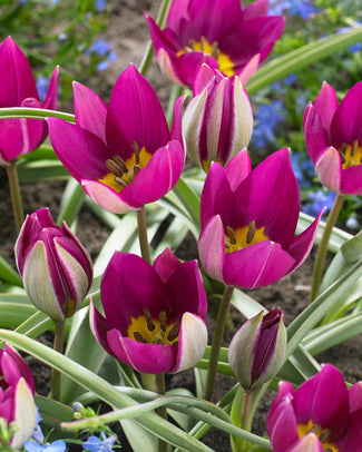 Tulip 'Persian Pearl'