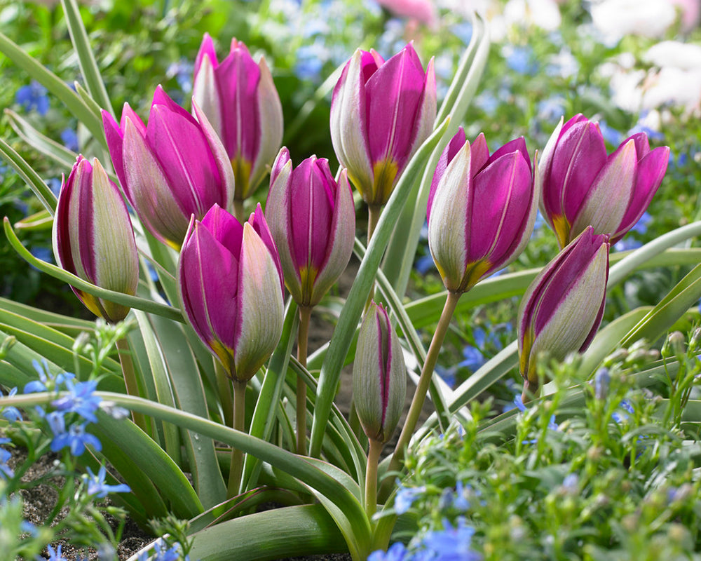 Tulip humilis 'Persian Pearl' bulbs | Buy online at Farmer Gracy UK