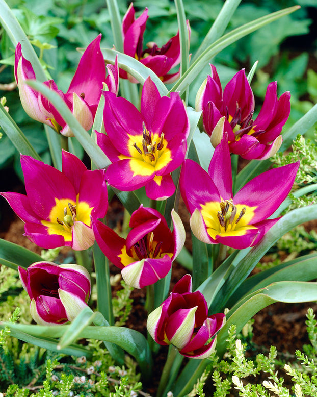 Tulip 'Persian Pearl'
