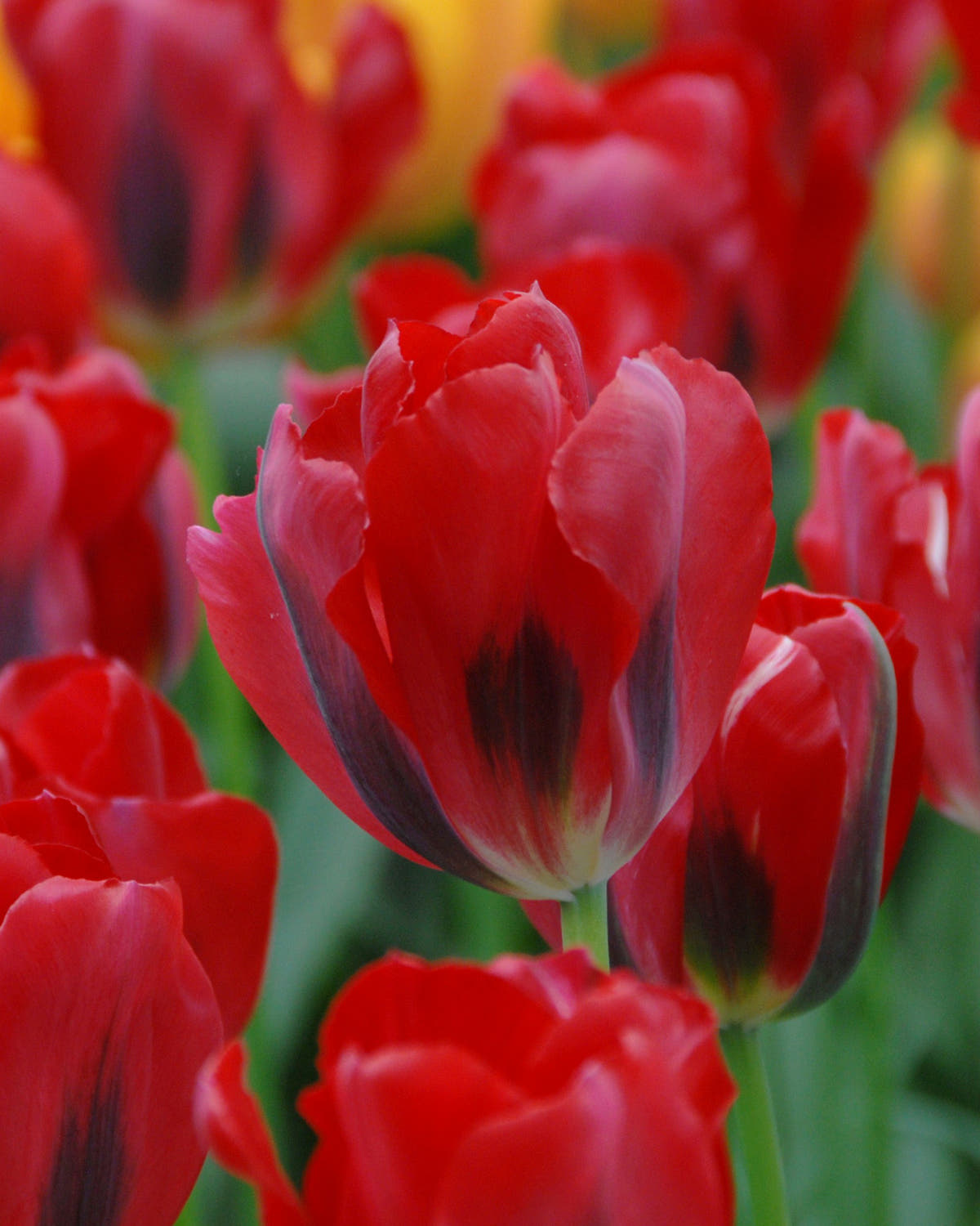 Flower BulbsPimpernel Bulbs UK - 1