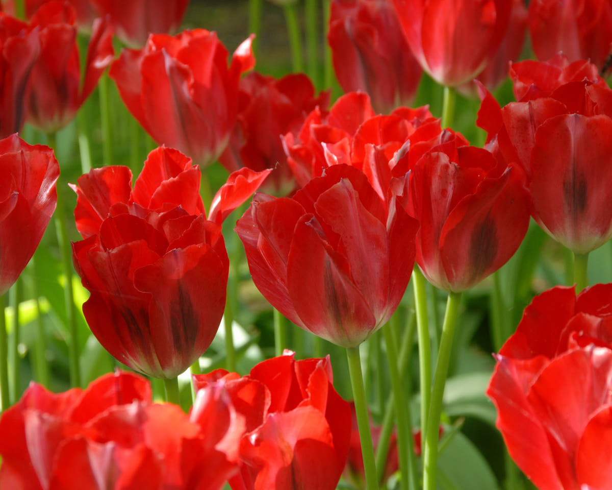Flower BulbsPimpernel Bulbs UK - 2