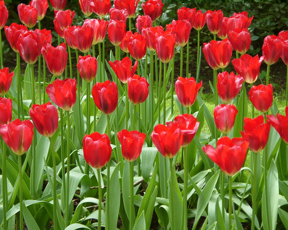 Flower BulbsPimpernel Bulbs UK - 4