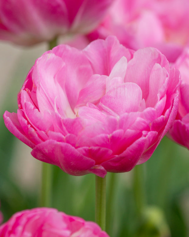 Tulip 'Pink Size'