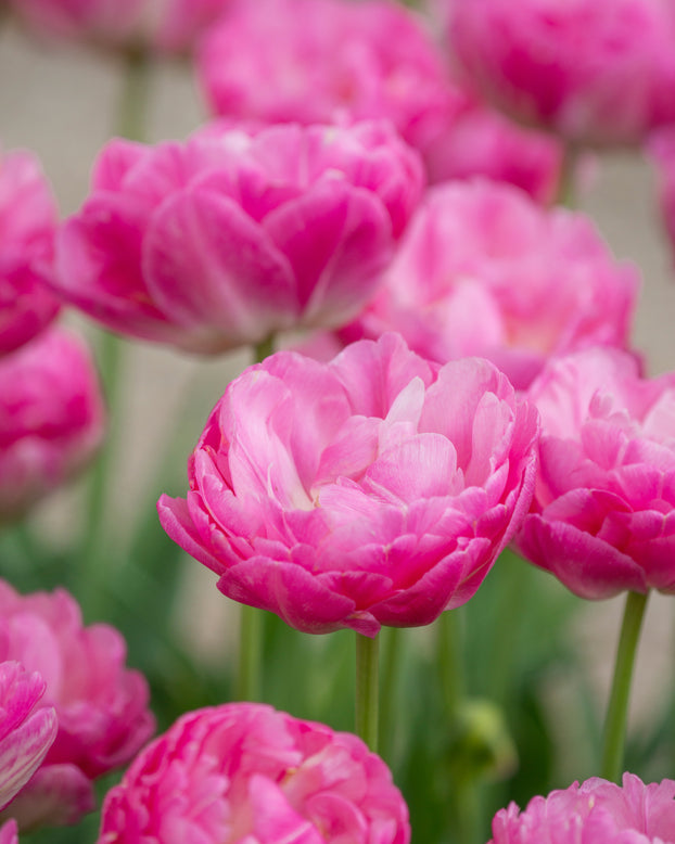 Tulip 'Pink Size'