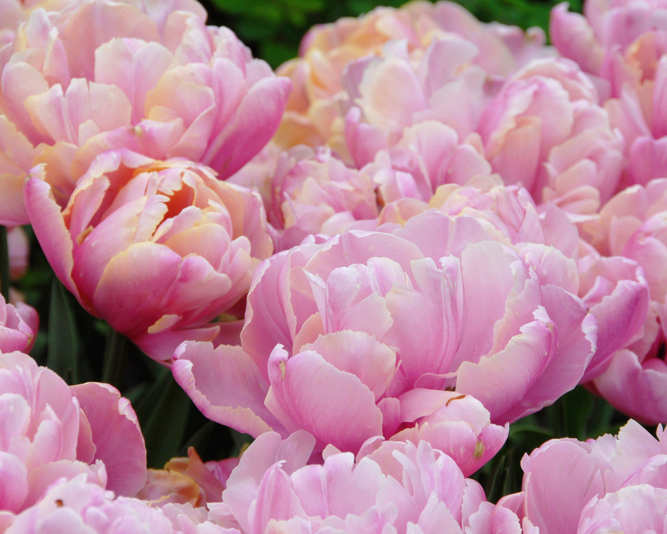 Tulip 'Pink Star'