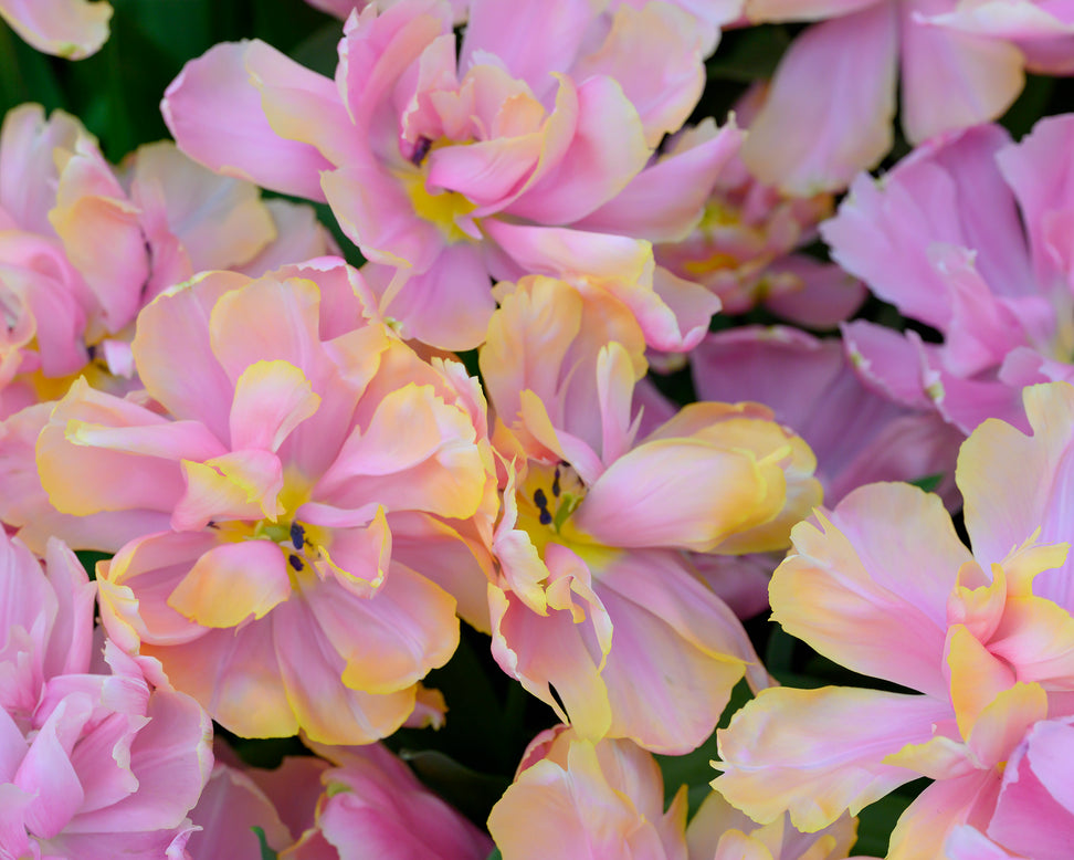 Tulip 'Pink Star'