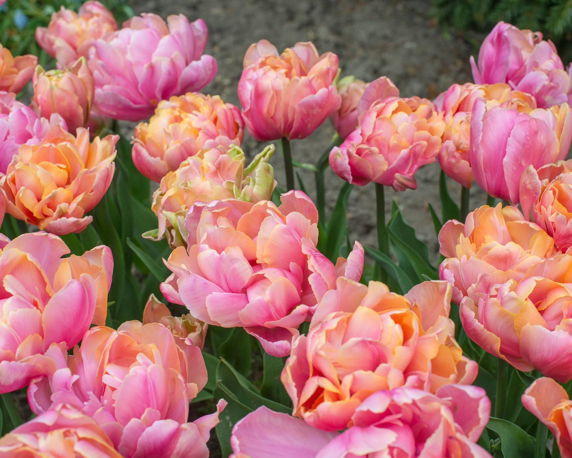 Spring Star Pink Tulip 'Pink Star' bulbs | Buy online at Farmer Gracy UK