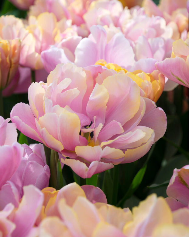 Tulip 'Pink Star'