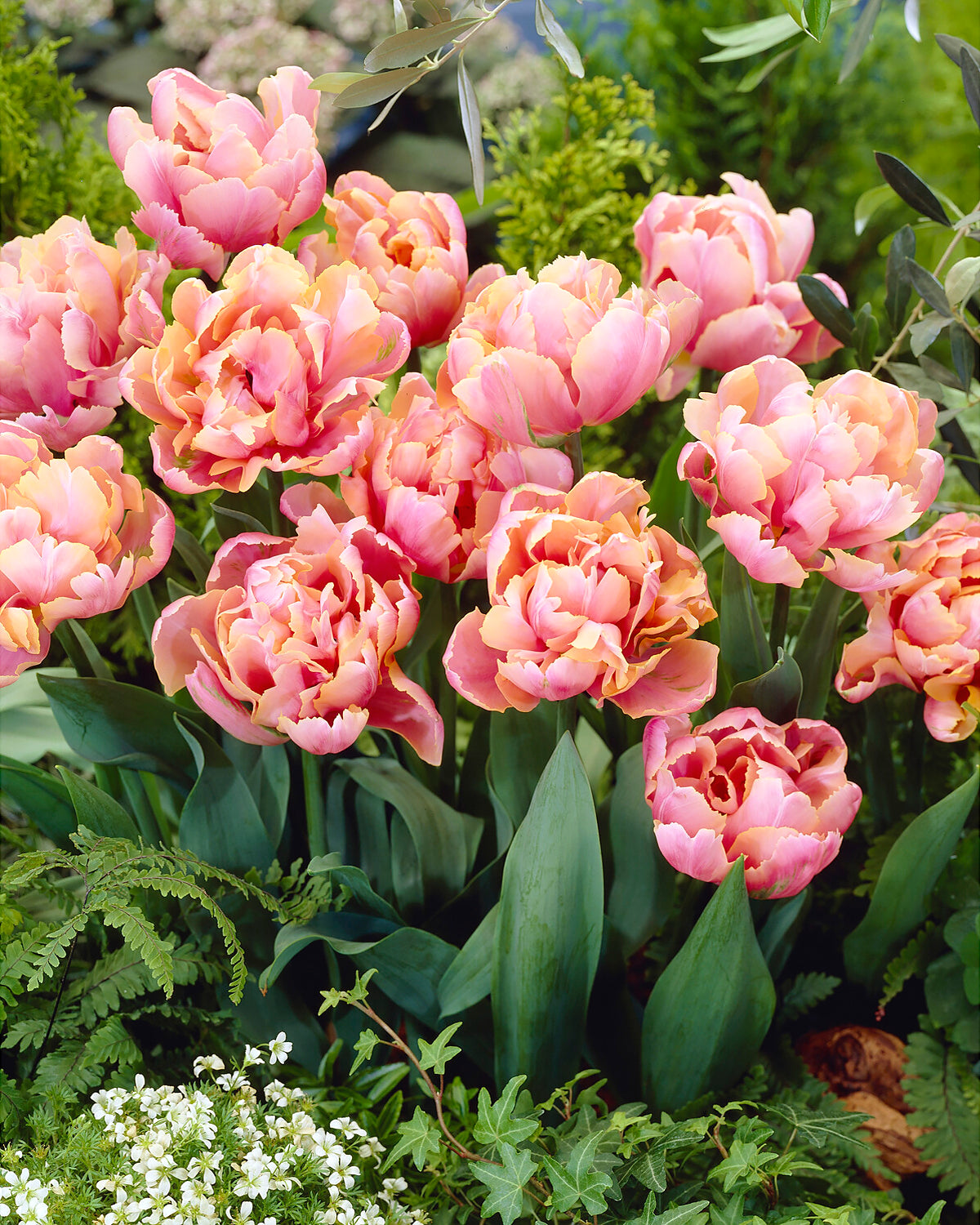 Tulip &amp;#39;Pink Star&amp;#39; bulbs — Buy online at Farmer Gracy UK