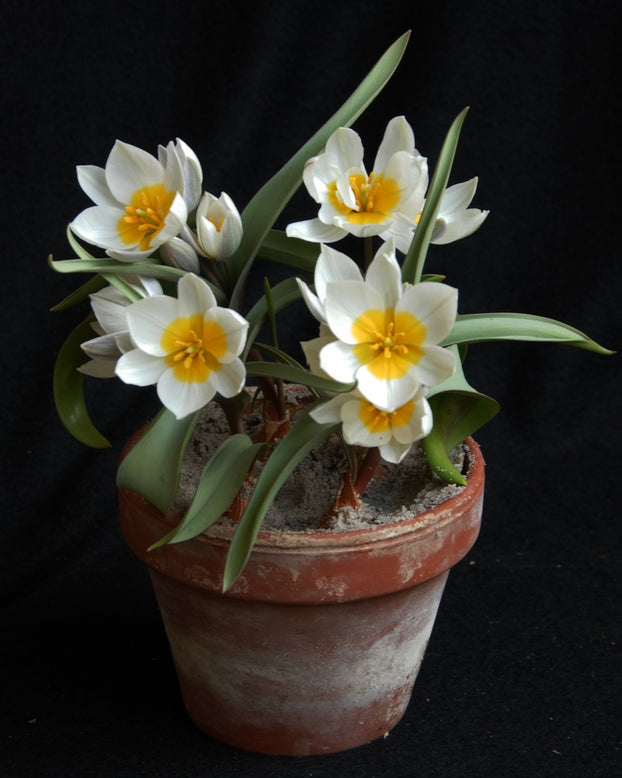 Tulip 'Polychroma'