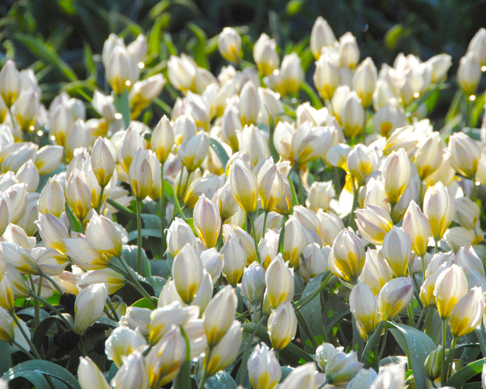 Tulip 'Polychroma'