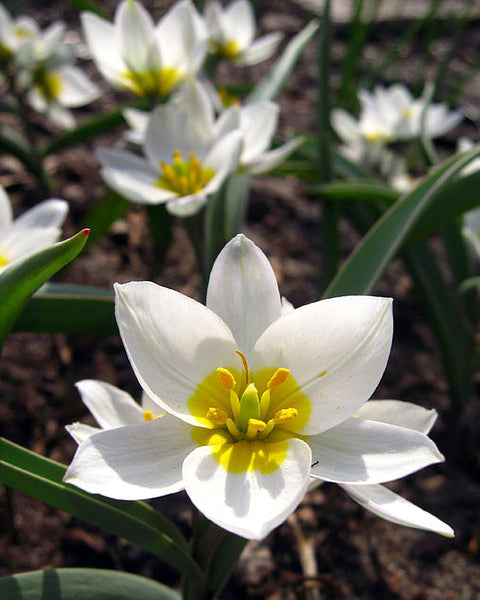 Tulip 'Polychroma'