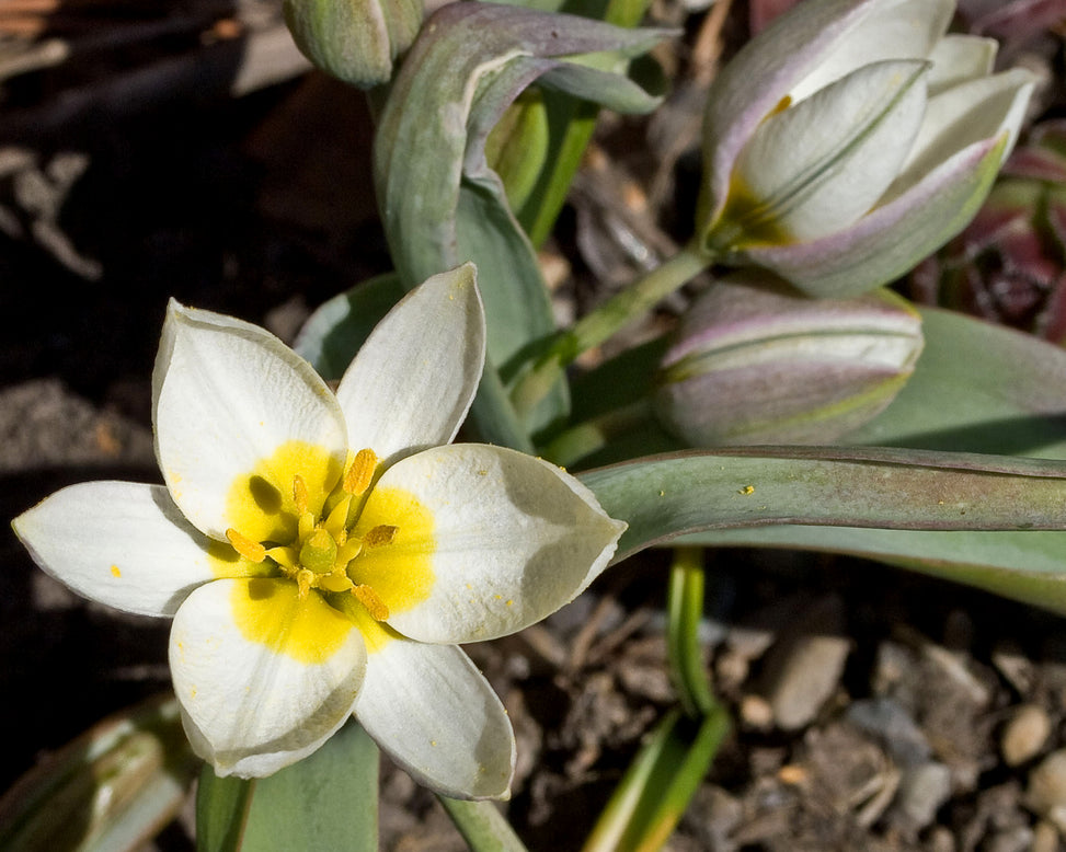 Tulip 'Polychroma'