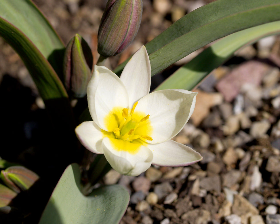 Tulip 'Polychroma'