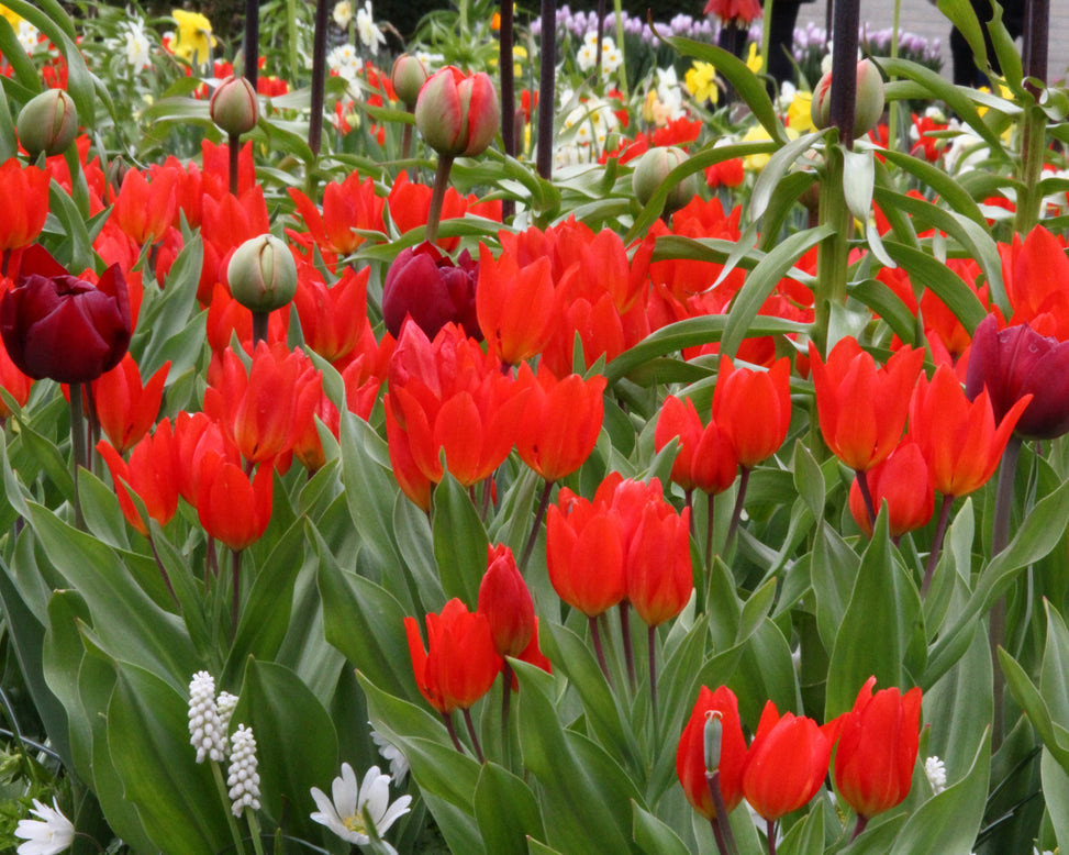Tulip praestans 'Fusilier'