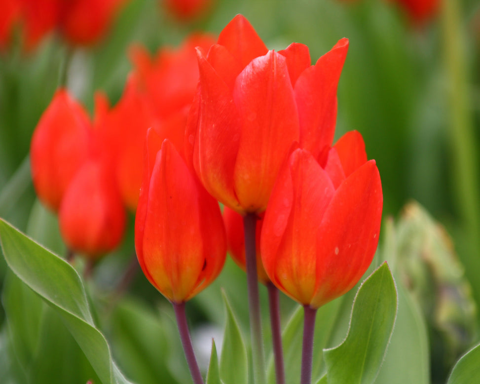Tulip praestans 'Fusilier'