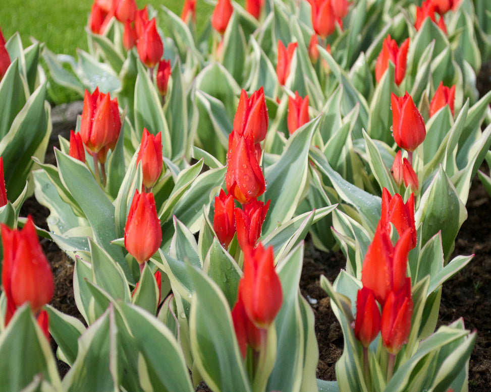 Flower BulbsPraestans Unicum Bulbs UK - 2