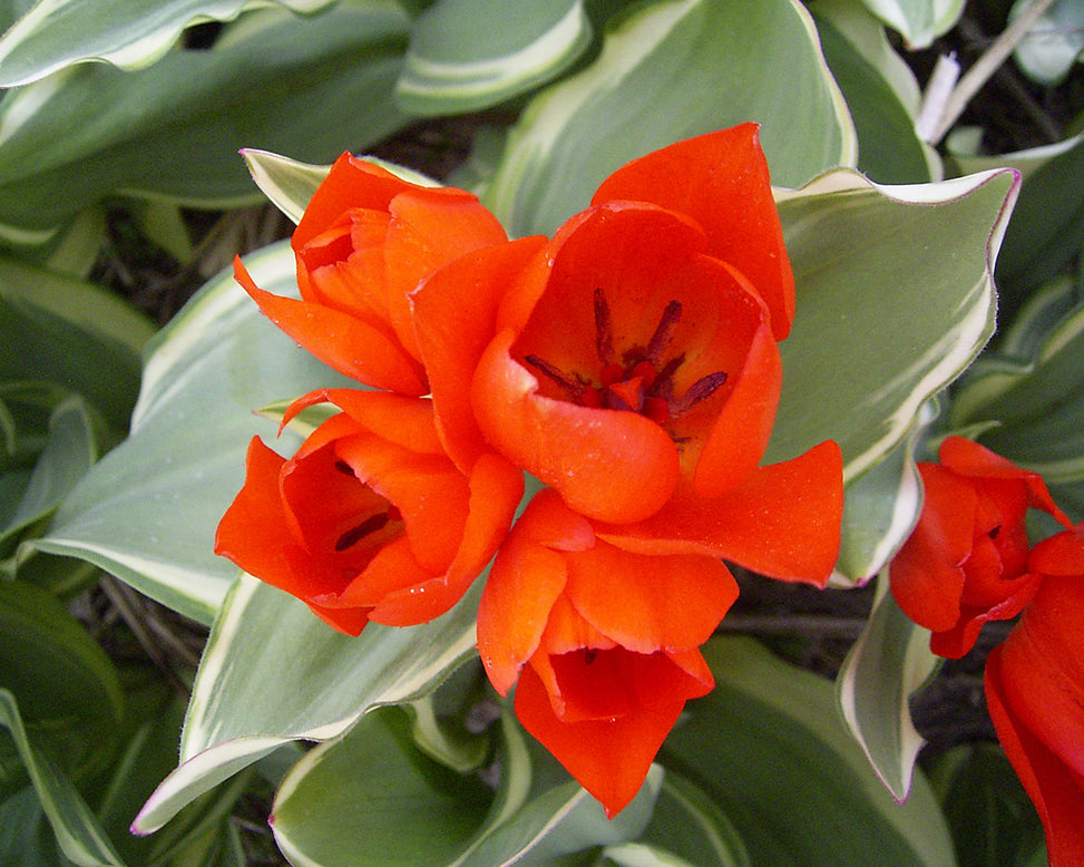 Flower BulbsPraestans Unicum Bulbs UK - 3