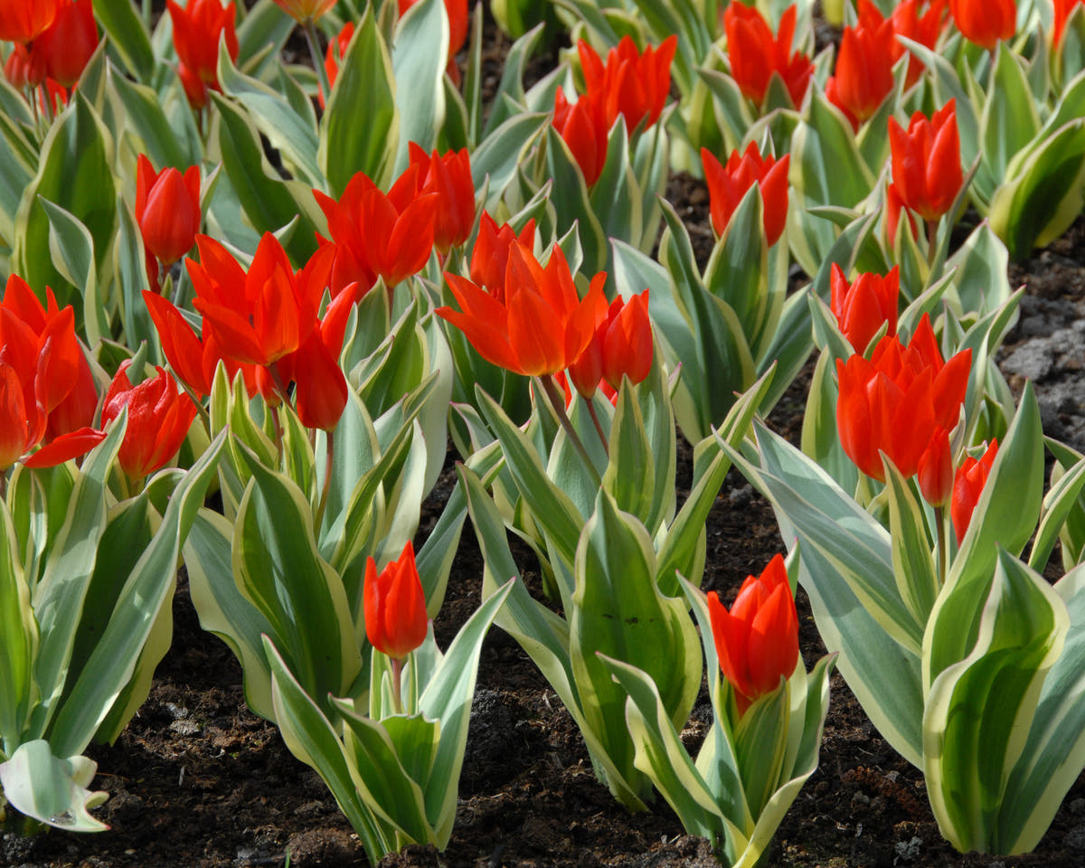 Flower BulbsPraestans Unicum Bulbs UK - 4