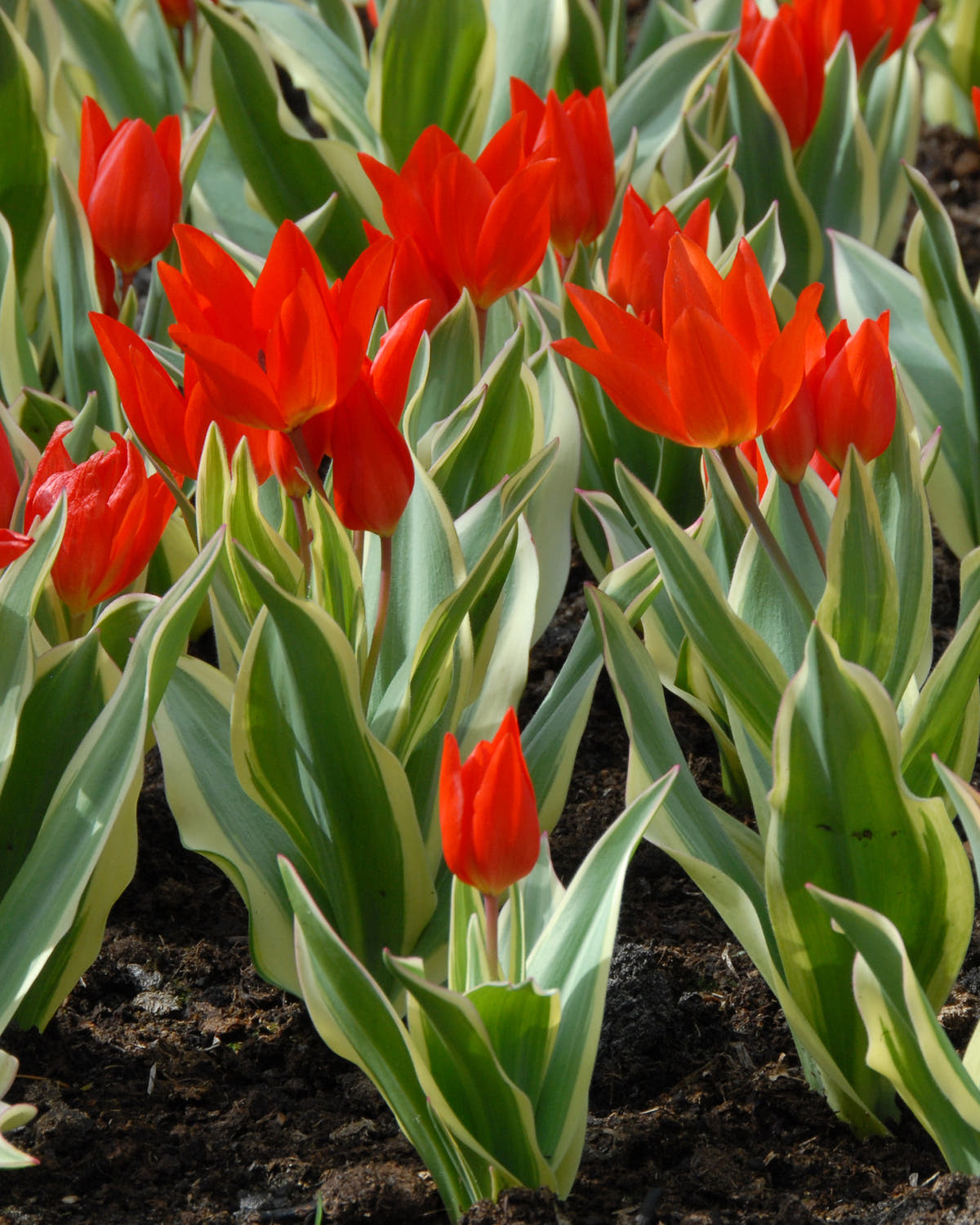 Flower BulbsPraestans Unicum Bulbs UK - 1