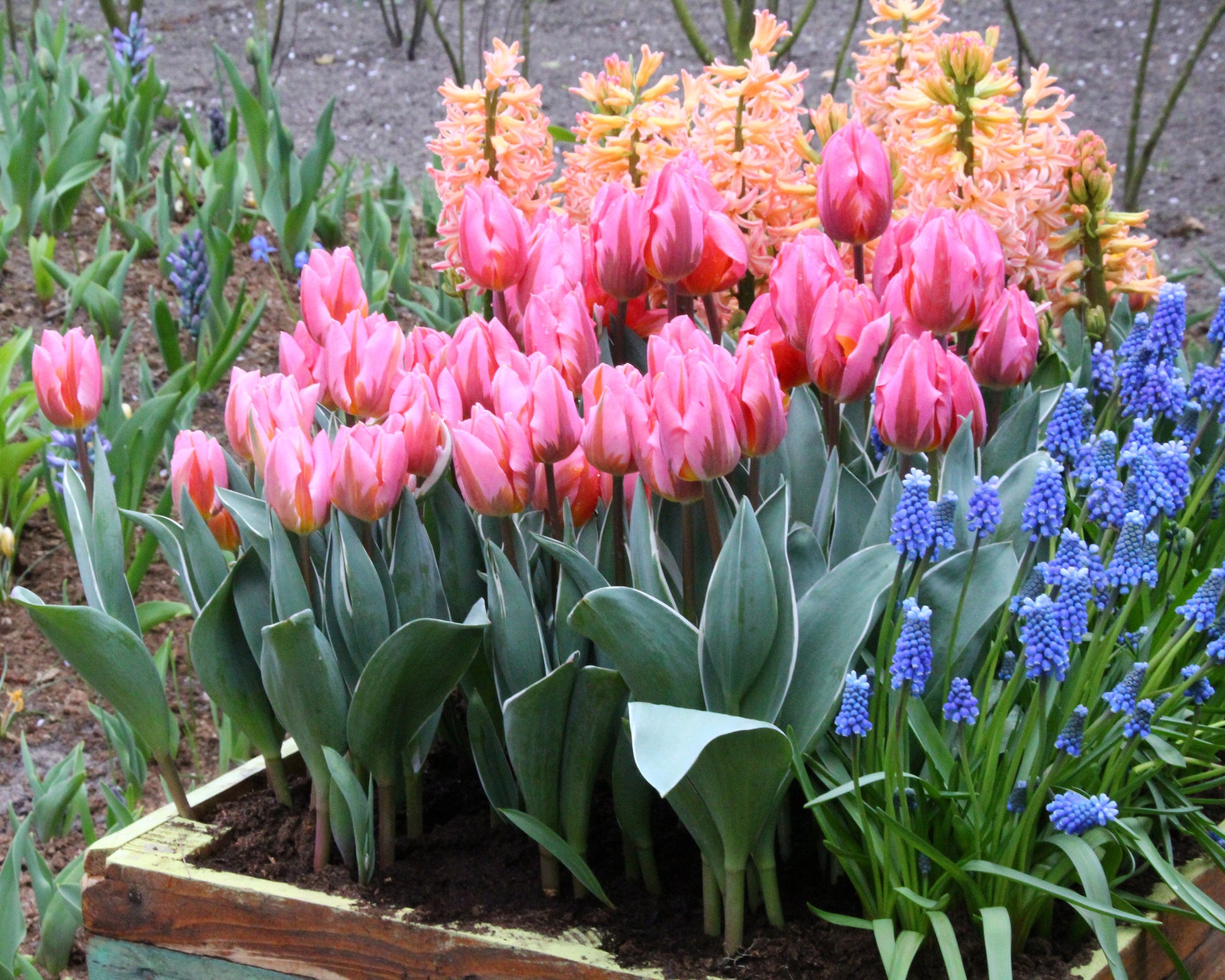 Tulip 'Pretty Princess' bulbs | Buy online at Farmer Gracy UK