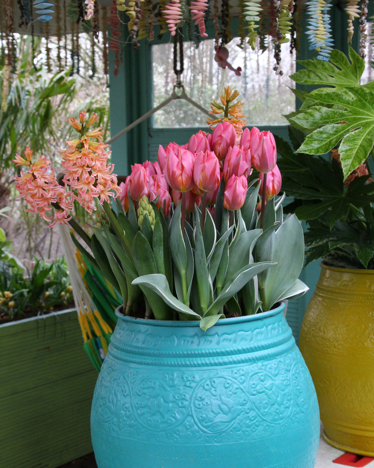 Tulip 'Pretty Princess' bulbs | Buy online at Farmer Gracy UK