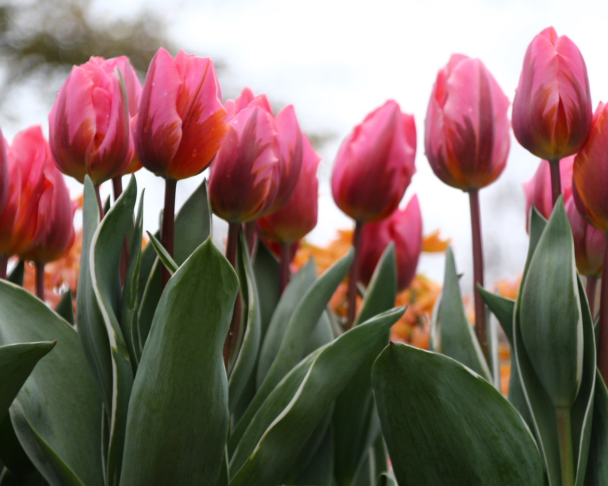 Tulip 'Pretty Princess' bulbs | Buy online at Farmer Gracy UK