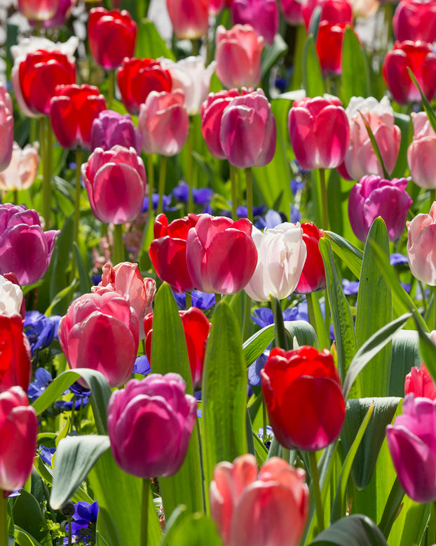 Tulip collection 'Pride Mix'