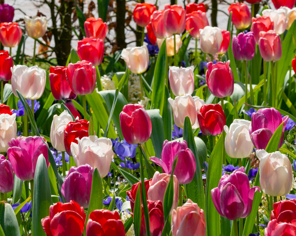 Tulip collection 'Pride Mix'
