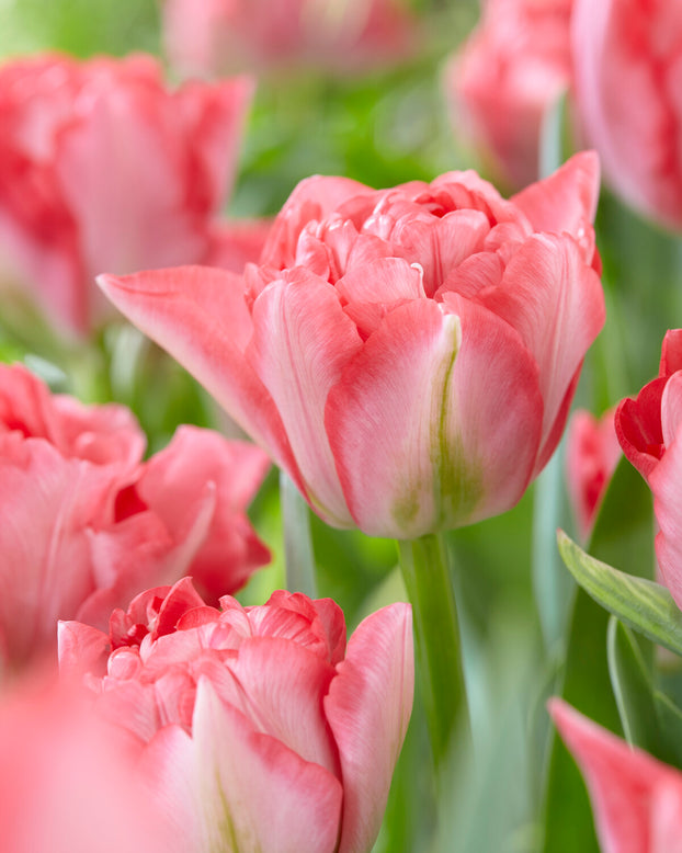 Tulip 'Princess Angelique'