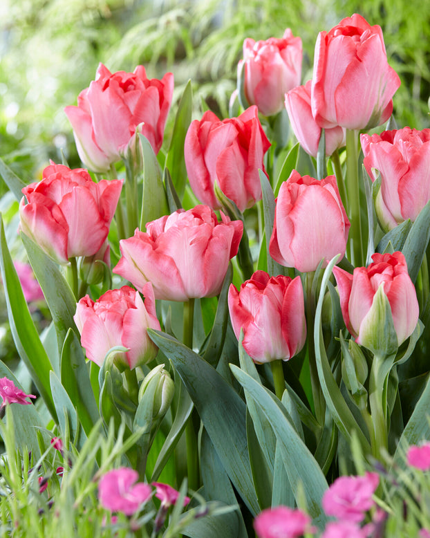Tulip 'Princess Angelique'
