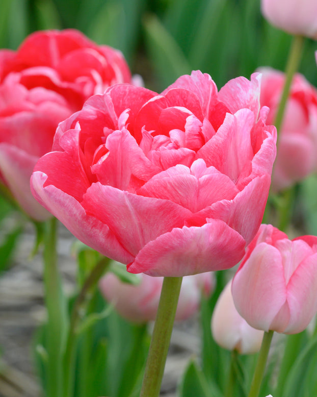 Tulip 'Princess Angelique'