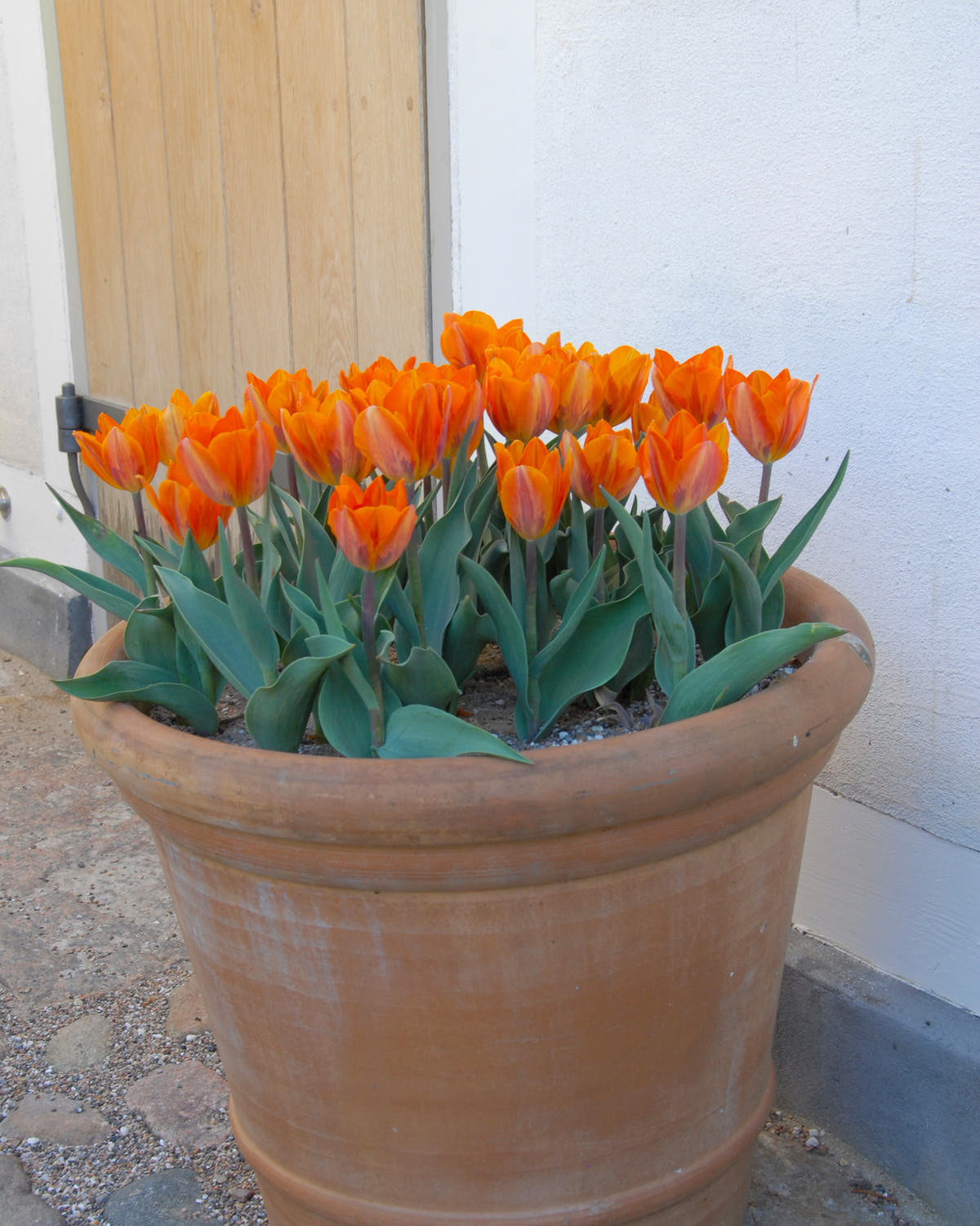 Flower BulbsPrincess Irene Bulbs UK - 2