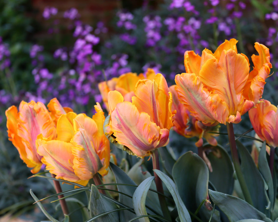Tulip 'Princess Irene Parrot'