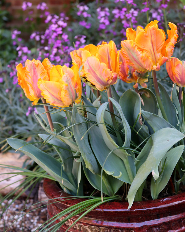 Tulip 'Princess Irene Parrot'