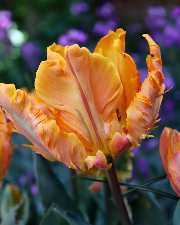Tulip 'Princess Irene Parrot'