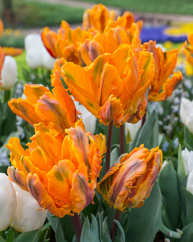 Tulip 'Princess Irene Parrot'
