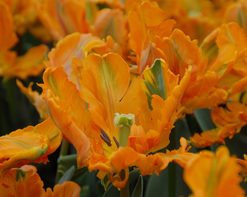 Tulip 'Princess Irene Parrot'
